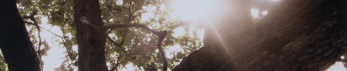 For trees make a silence even in their noise of&nbsp;wind