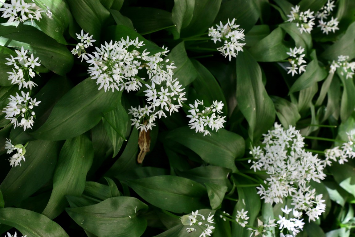 The Scent of Wild Garlic