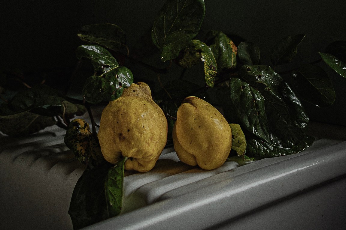 Light Casting Shadow and&nbsp;Quince