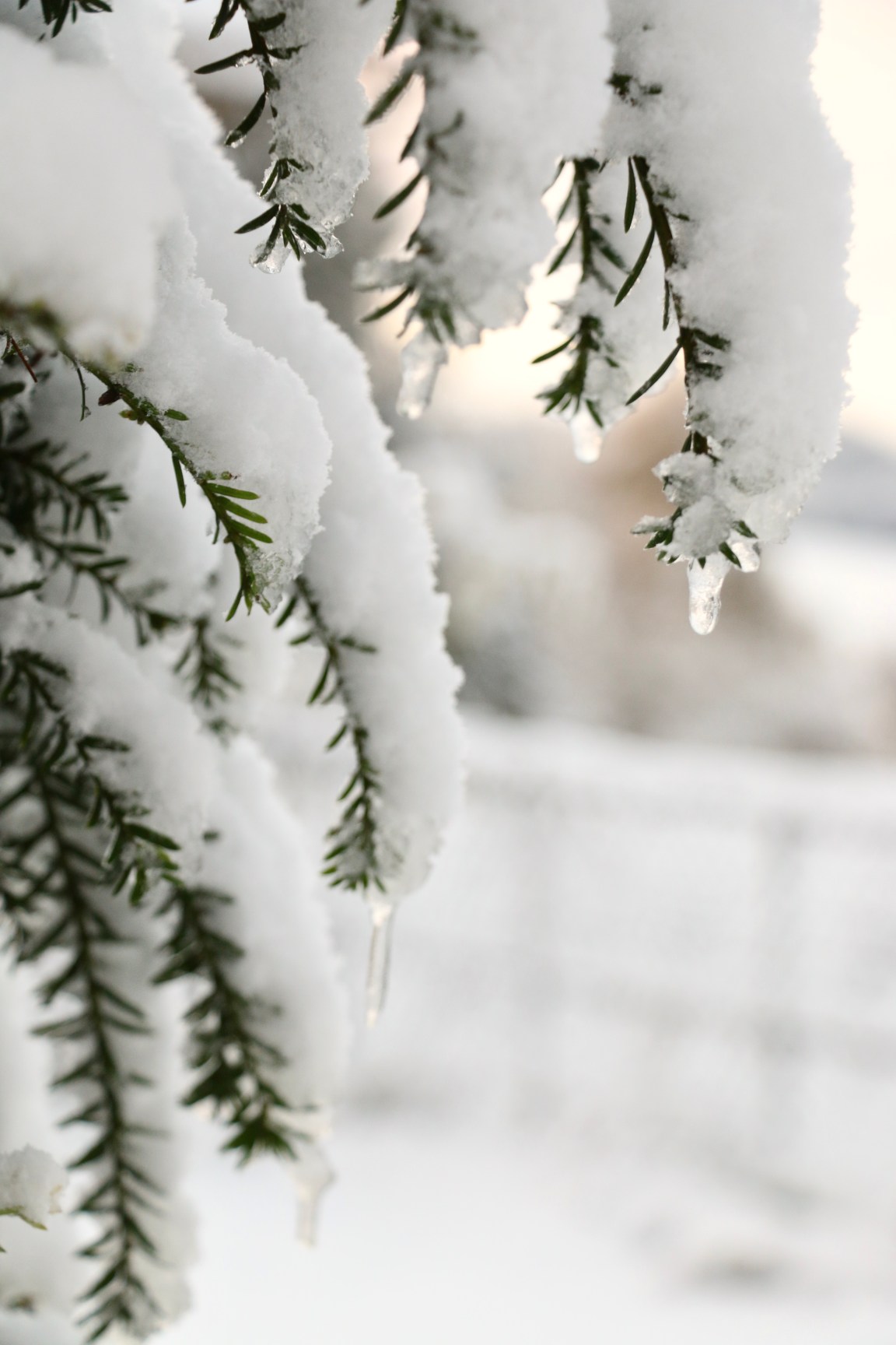 #17 Les Poissonchats Wondrous Advent Calendar – Greeting&nbsp;People